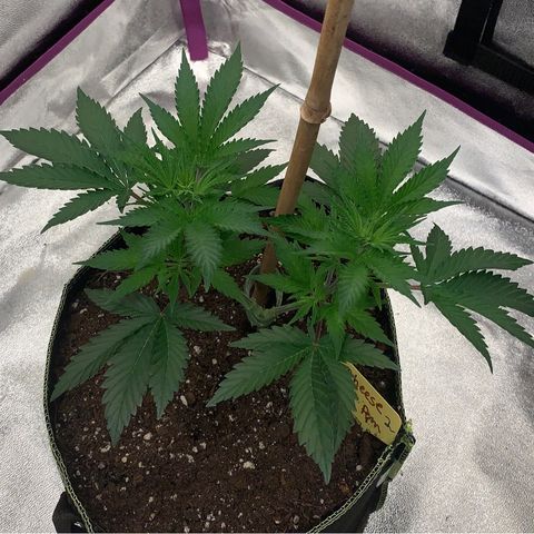 Cheese2 growlog timeline photo
