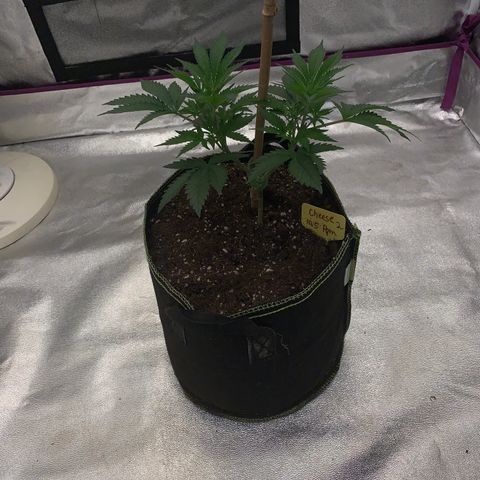 Cheese2 growlog timeline photo