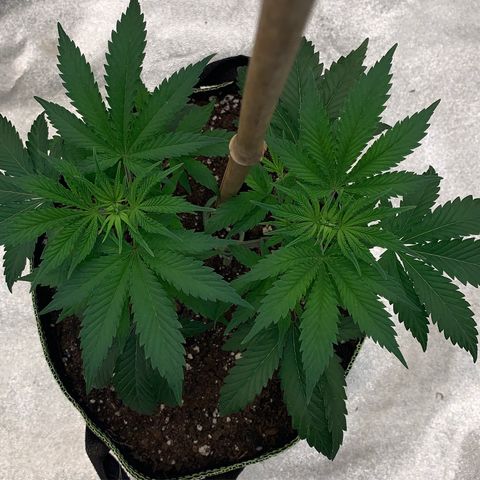 Cheese2 growlog timeline photo