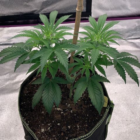 Cheese2 growlog timeline photo