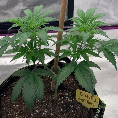 Cheese2 growlog timeline photo