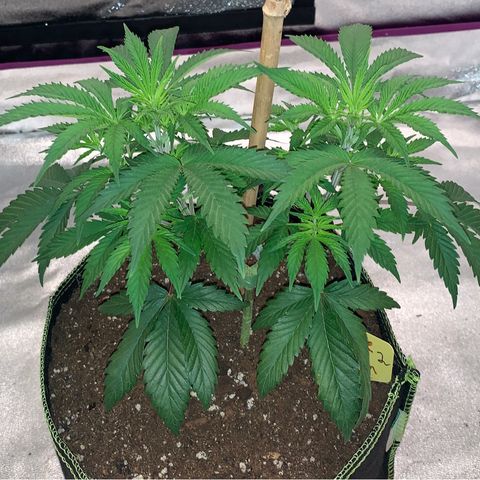 Cheese2 growlog timeline photo