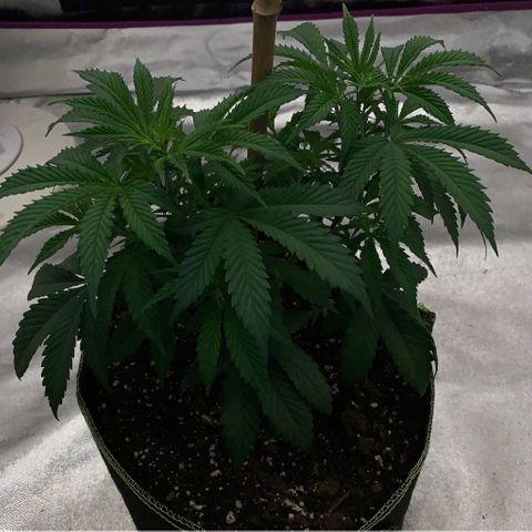 Cheese2 growlog timeline photo