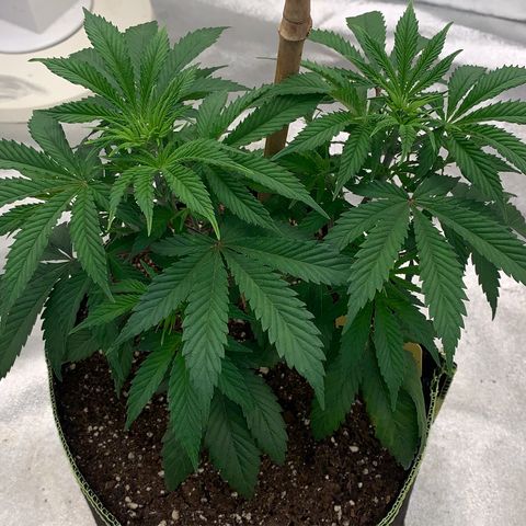 Cheese2 growlog timeline photo