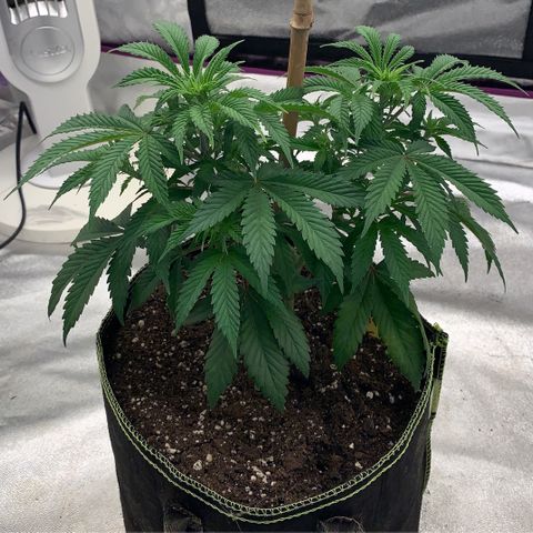 Cheese2 growlog timeline photo
