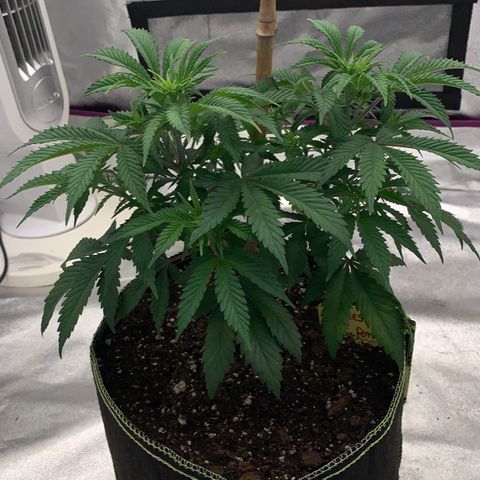 Cheese2 growlog timeline photo