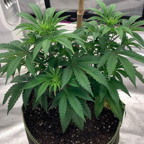 Cheese2 growlog timeline photo