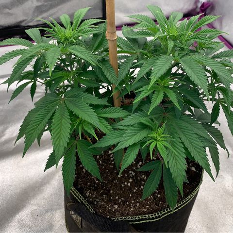 Cheese2 growlog timeline photo