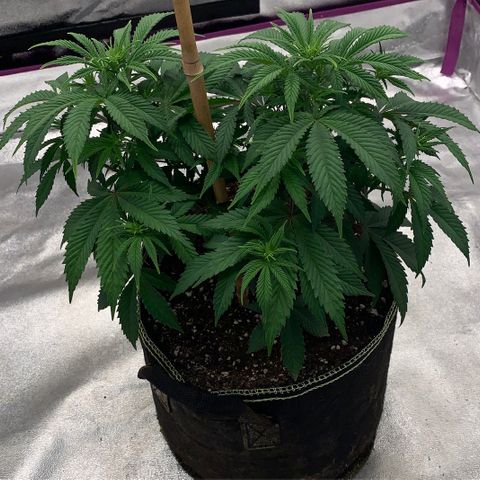 Cheese2 growlog timeline photo