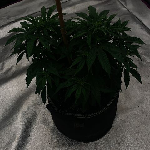 Cheese2 growlog timeline photo