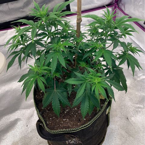 Cheese2 growlog timeline photo