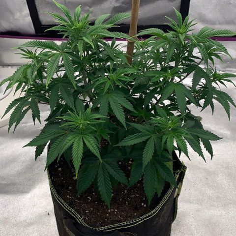 Cheese2 growlog timeline photo