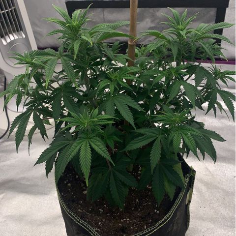 Cheese2 growlog timeline photo