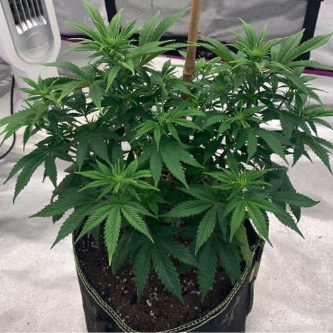 Cheese2 growlog timeline photo