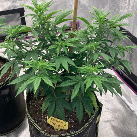 Cheese2 growlog timeline photo