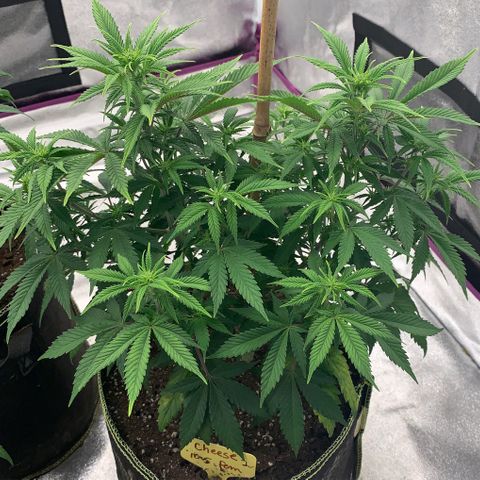 Cheese2 growlog timeline photo