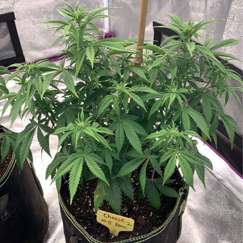Cheese2 growlog timeline photo