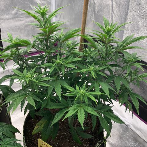 Cheese2 growlog timeline photo
