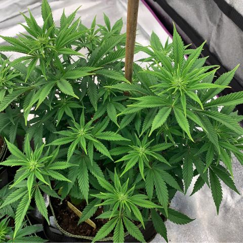 Cheese2 growlog timeline photo