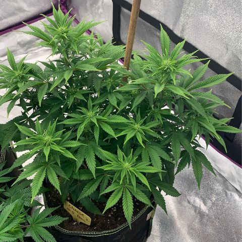 Cheese2 growlog timeline photo