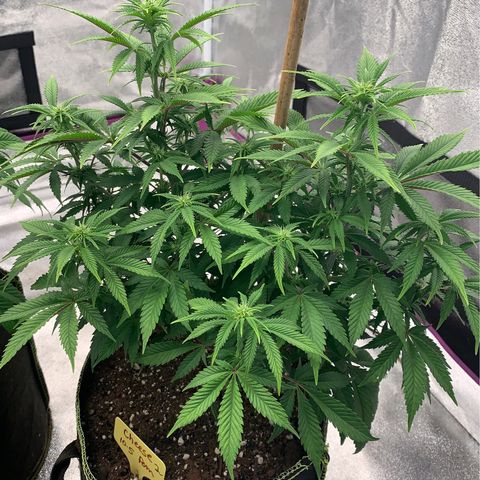 Cheese2 growlog timeline photo