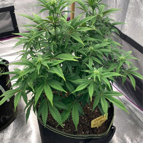 Cheese2 growlog timeline photo