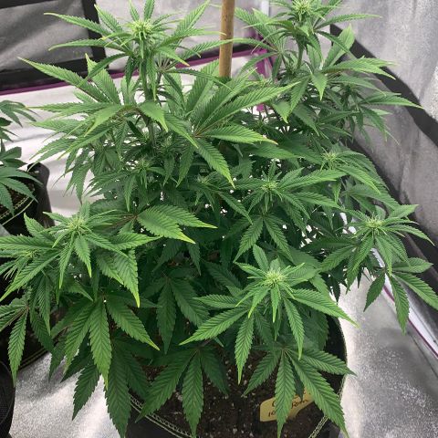 Cheese2 growlog timeline photo