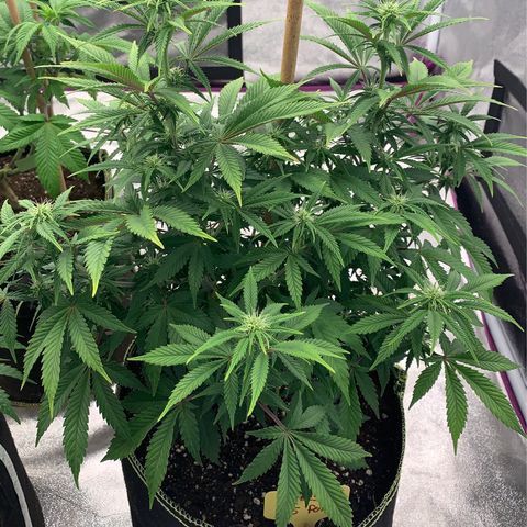 Cheese2 growlog timeline photo