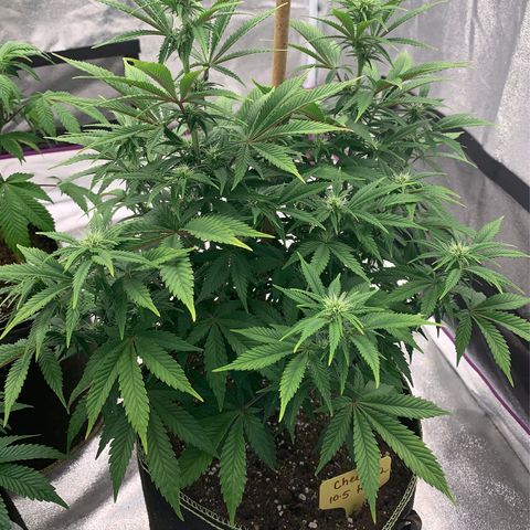 Cheese2 growlog timeline photo