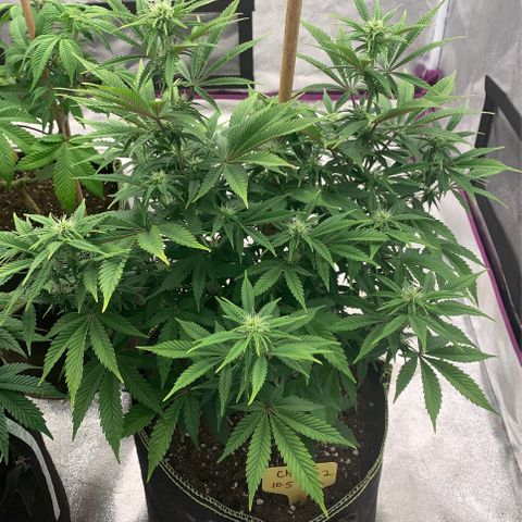 Cheese2 growlog timeline photo