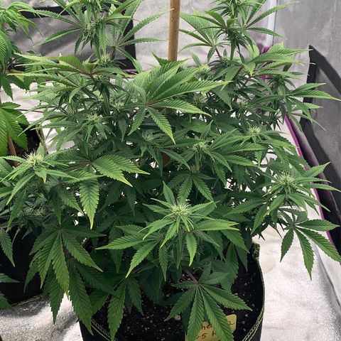 Cheese2 growlog timeline photo