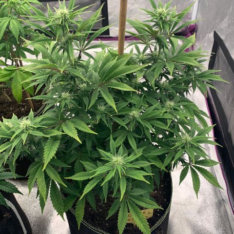 Cheese2 growlog timeline photo