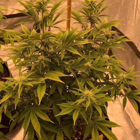 Cheese2 growlog timeline photo