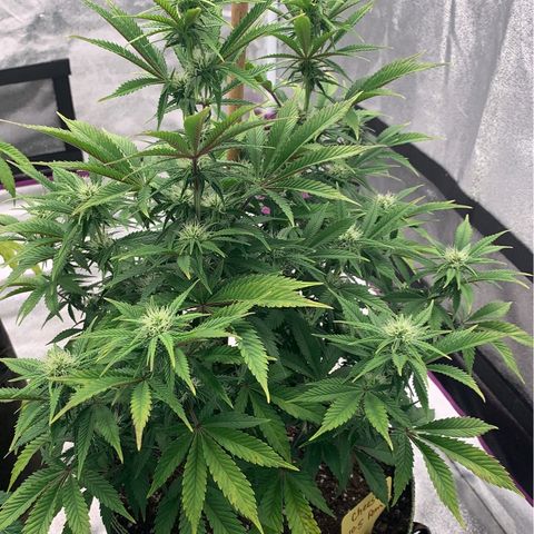 Cheese2 growlog timeline photo
