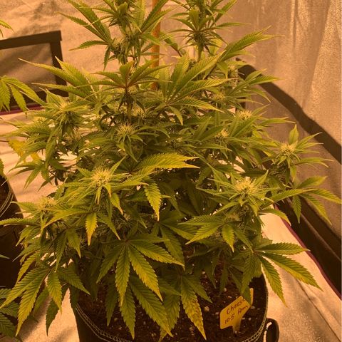 Cheese2 growlog timeline photo