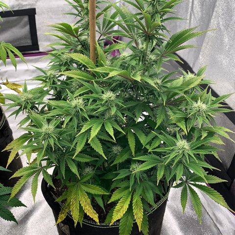 Cheese2 growlog timeline photo