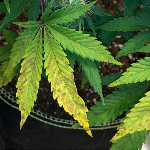 Cheese2 growlog timeline photo