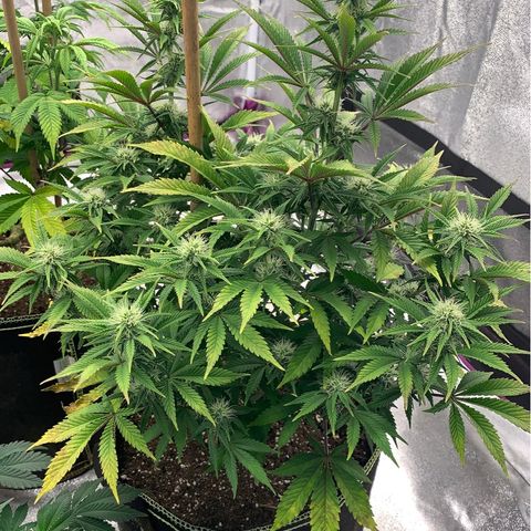 Cheese2 growlog timeline photo