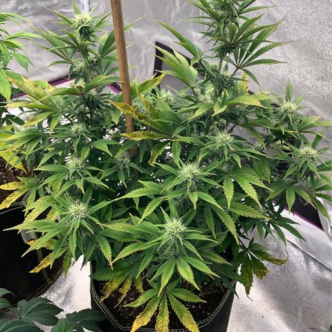 Cheese2 growlog timeline photo
