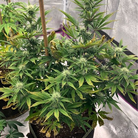 Cheese2 growlog timeline photo