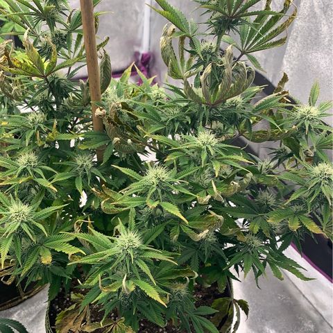 Cheese2 growlog timeline photo