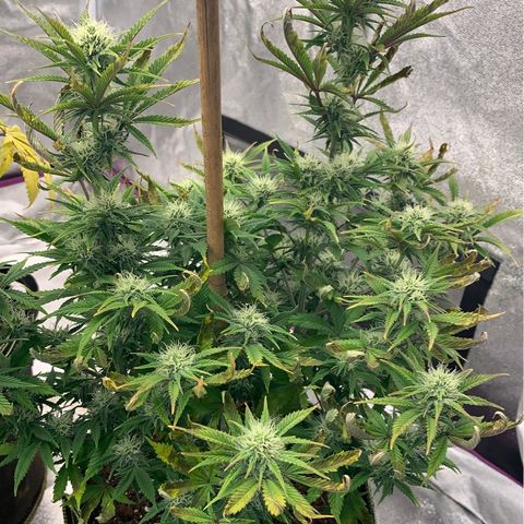 Cheese2 growlog timeline photo