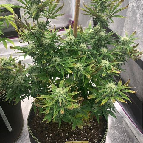 Cheese2 growlog timeline photo
