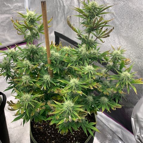 Cheese2 growlog timeline photo