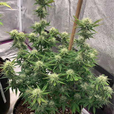 Cheese2 growlog timeline photo