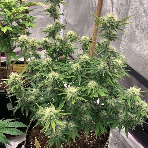Cheese2 growlog timeline photo