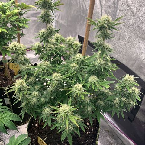 Cheese2 growlog timeline photo
