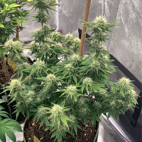 Cheese2 growlog timeline photo