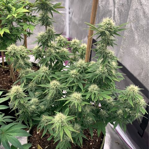 Cheese2 growlog timeline photo