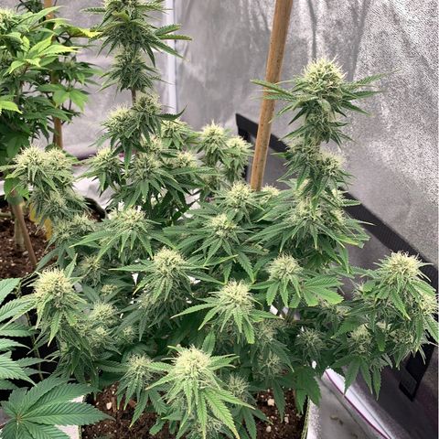Cheese2 growlog timeline photo